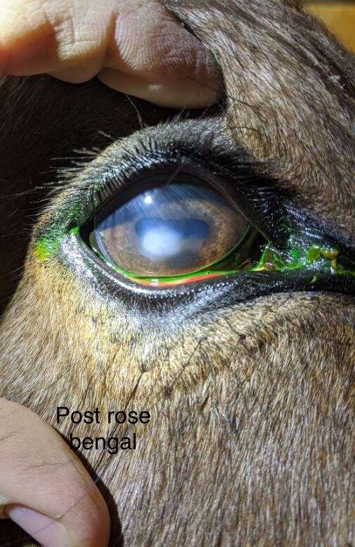 /images/eye.jpg