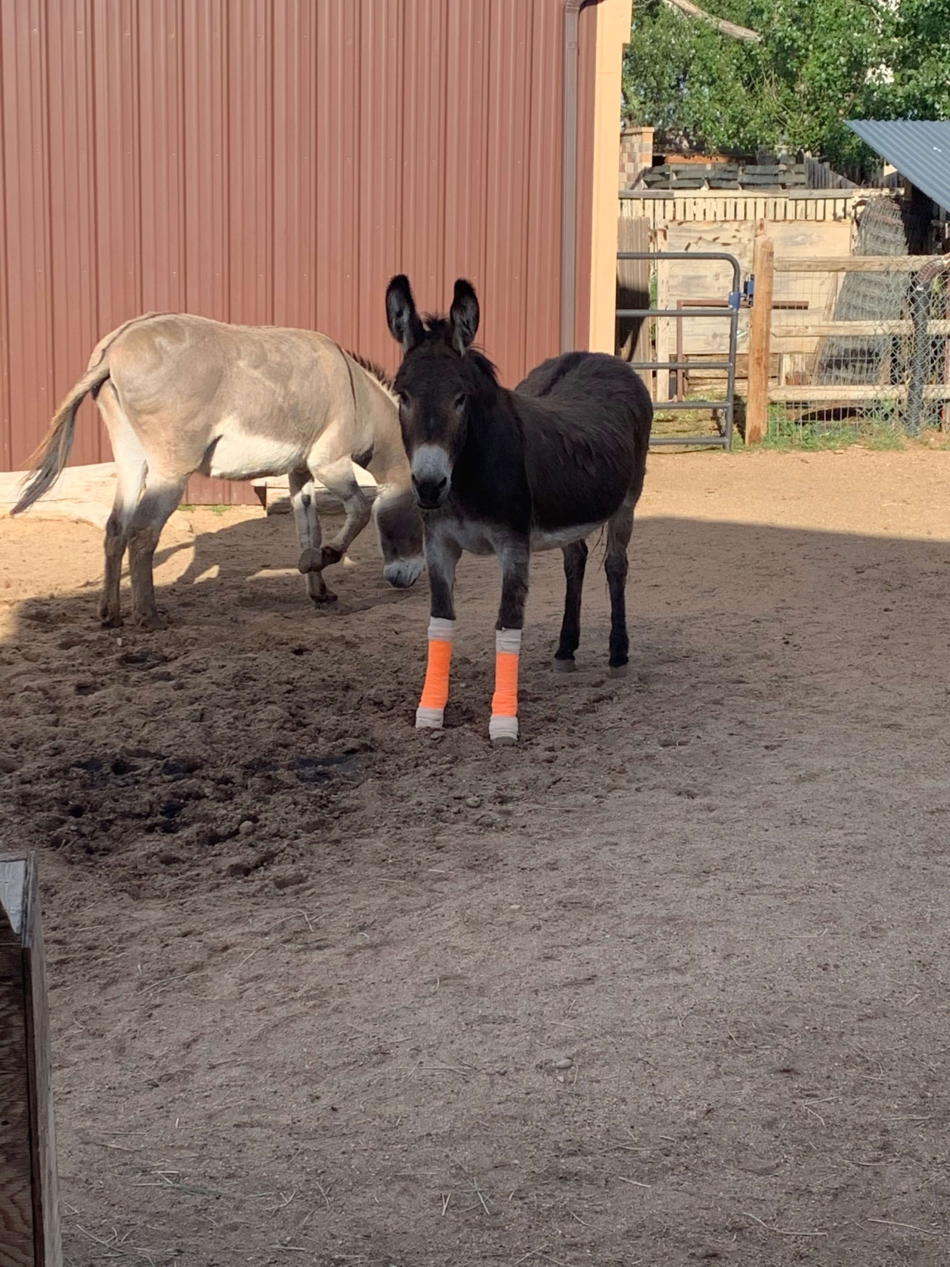 /images/internal_donkey.jpg